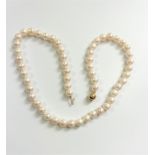 White cultured pearl strung necklace with 9ct yellow gold ball clasp.43cm long.