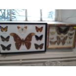 Lepidoptera specimens-seven butterflies including Wanderer and Great Orange Tip and twelve moths