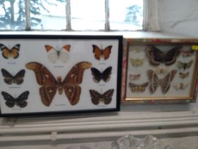 Lepidoptera specimens-seven butterflies including Wanderer and Great Orange Tip and twelve moths