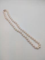 A white cultured pearl strung necklace with 9ct yellow ball clasp.