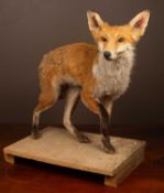 A taxidermy fox