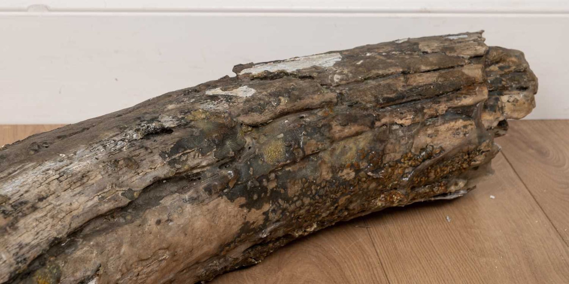 A partially fossilised woolly mammoth tusk section - Image 5 of 5