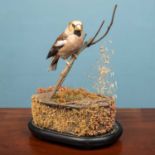 A Victorian taxidermic display of a Hawfinch