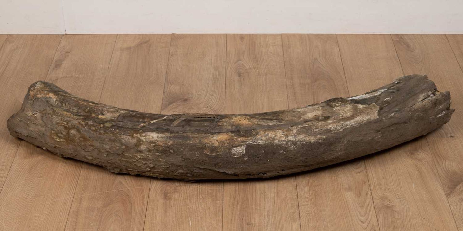 A partially fossilised woolly mammoth tusk section - Image 2 of 5