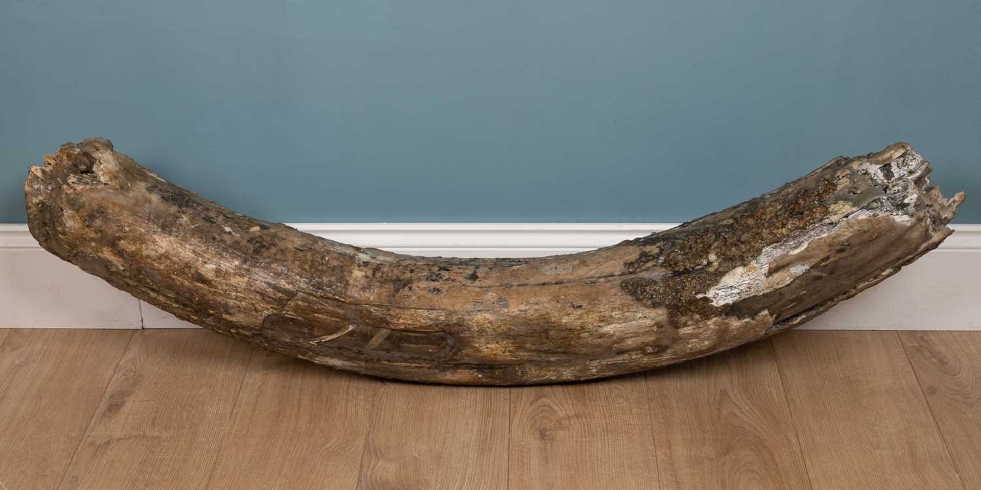 A partially fossilised woolly mammoth tusk section