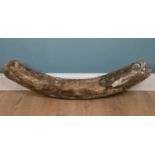 A partially fossilised woolly mammoth tusk section