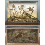 A pair of taxidermy birds in display cases, one containing two pheasants, 59 x 112.5 cm and the