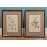 A pair of framed botanical watercolour prints, plastic, faux wood effect, 55.5 x 42cmUsed condition