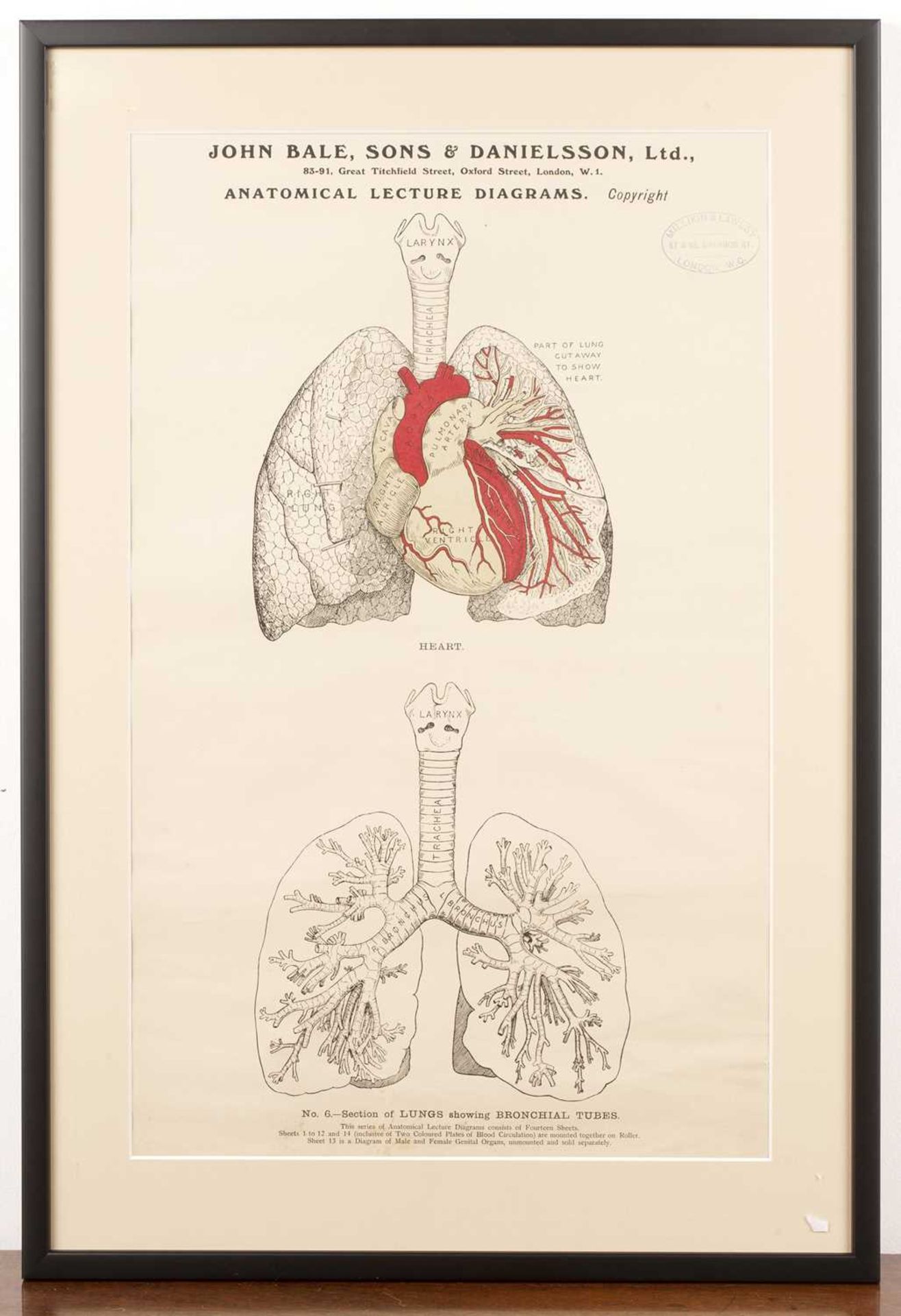 Two John Bale, Sons & Danielsson anatomical lecture diagrams the first labelled No. 5 Human body - Bild 2 aus 3