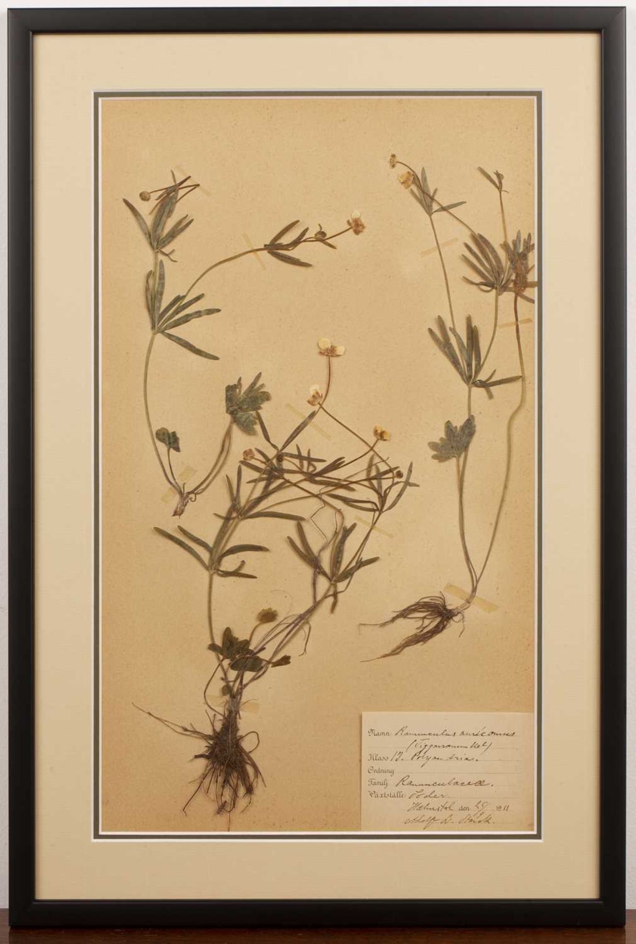 Set of four framed Herbariums early 20th Century, depicting pressed herbs and flowers on paper - Image 5 of 10