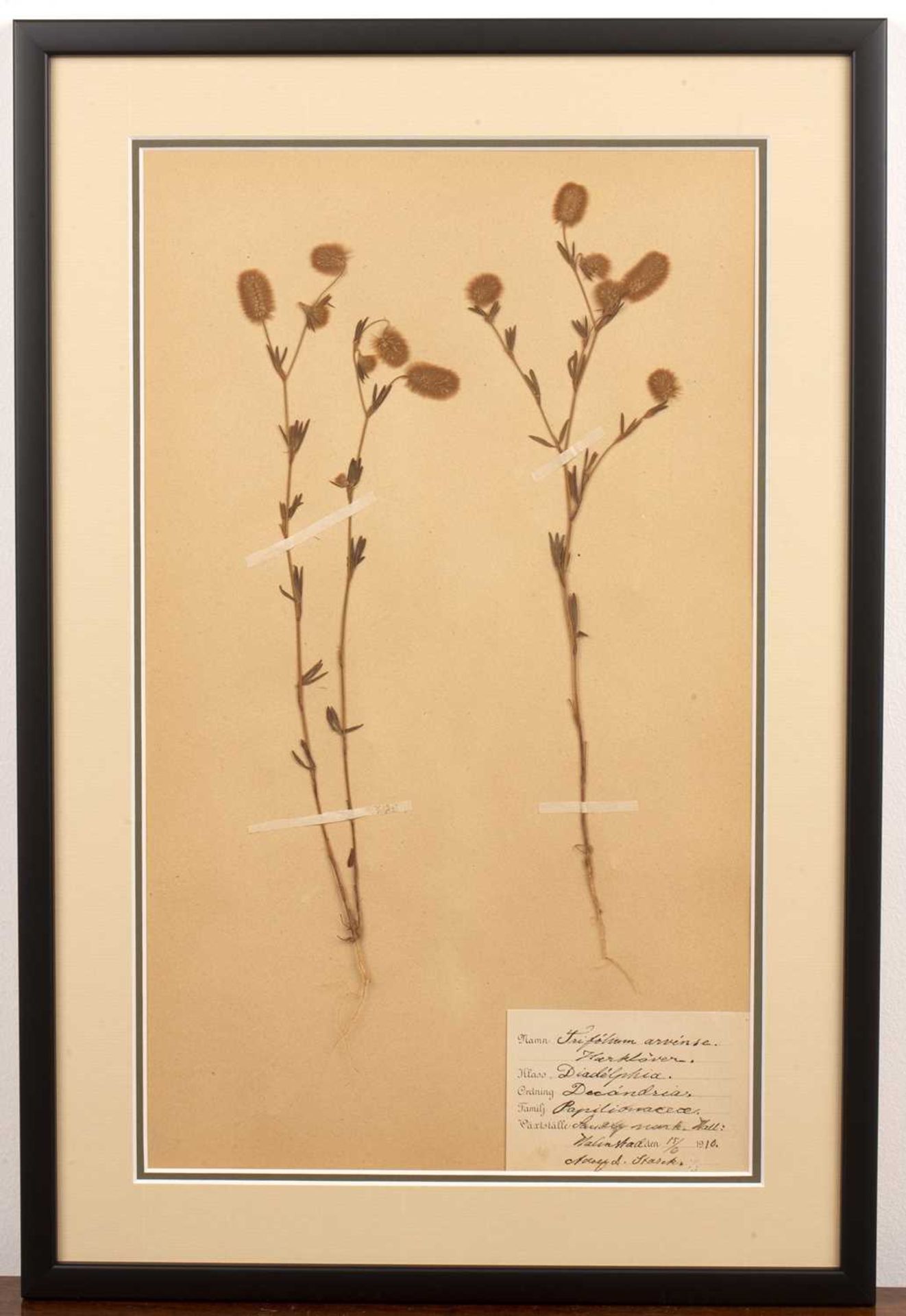 Set of four framed Herbariums early 20th Century, depicting pressed herbs and flowers on paper - Image 7 of 10