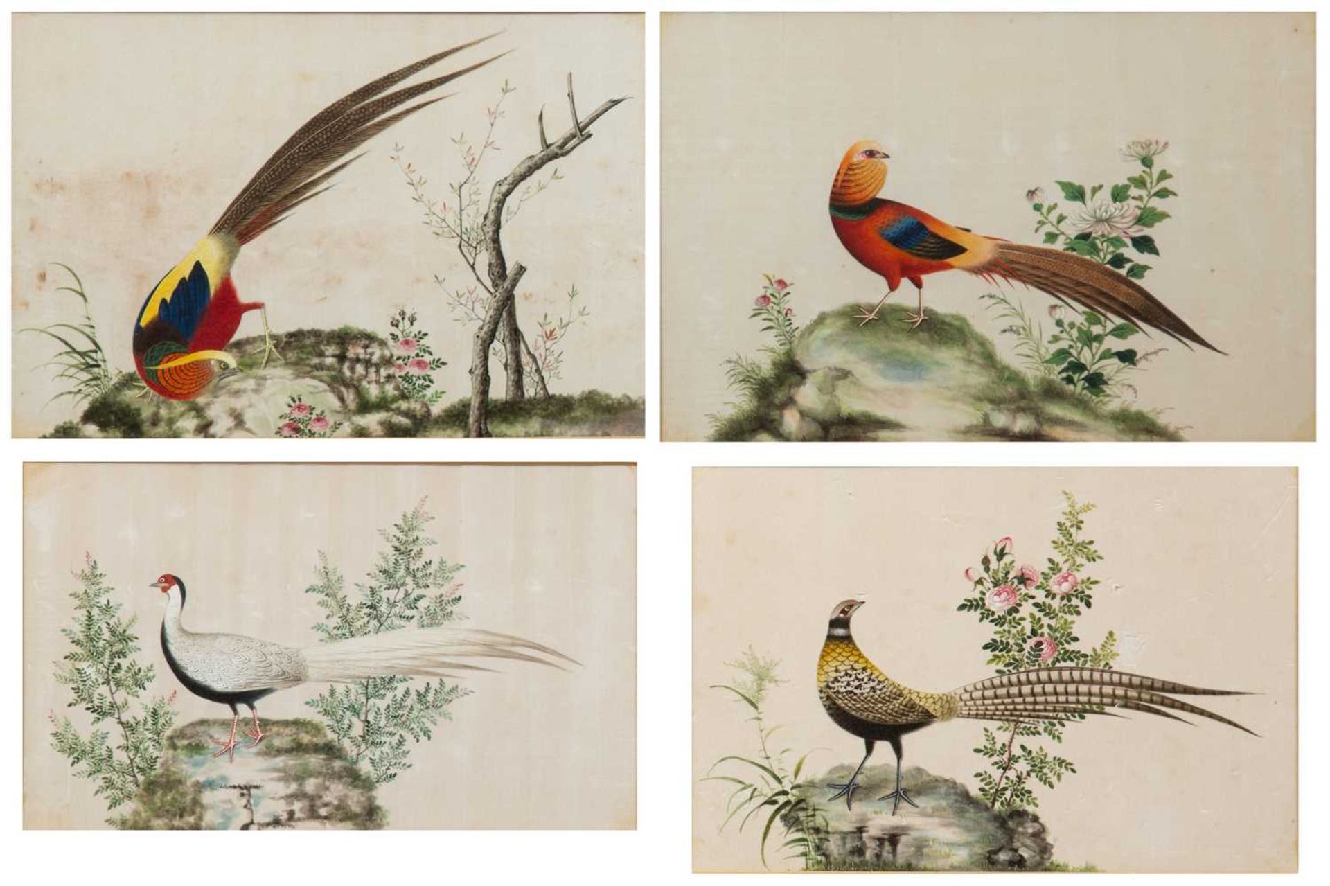 Set of four pith pictures Chinese, 19th Century, depicting various exotic birds and flowers, 15cm