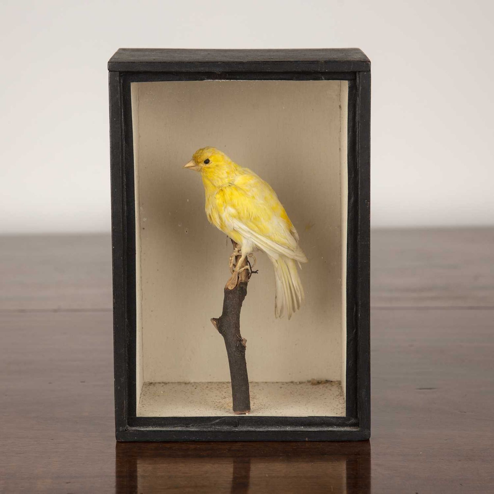 A preserved taxidermy yellow canary resting on a branch within a wooden and glass cased, unsigned/