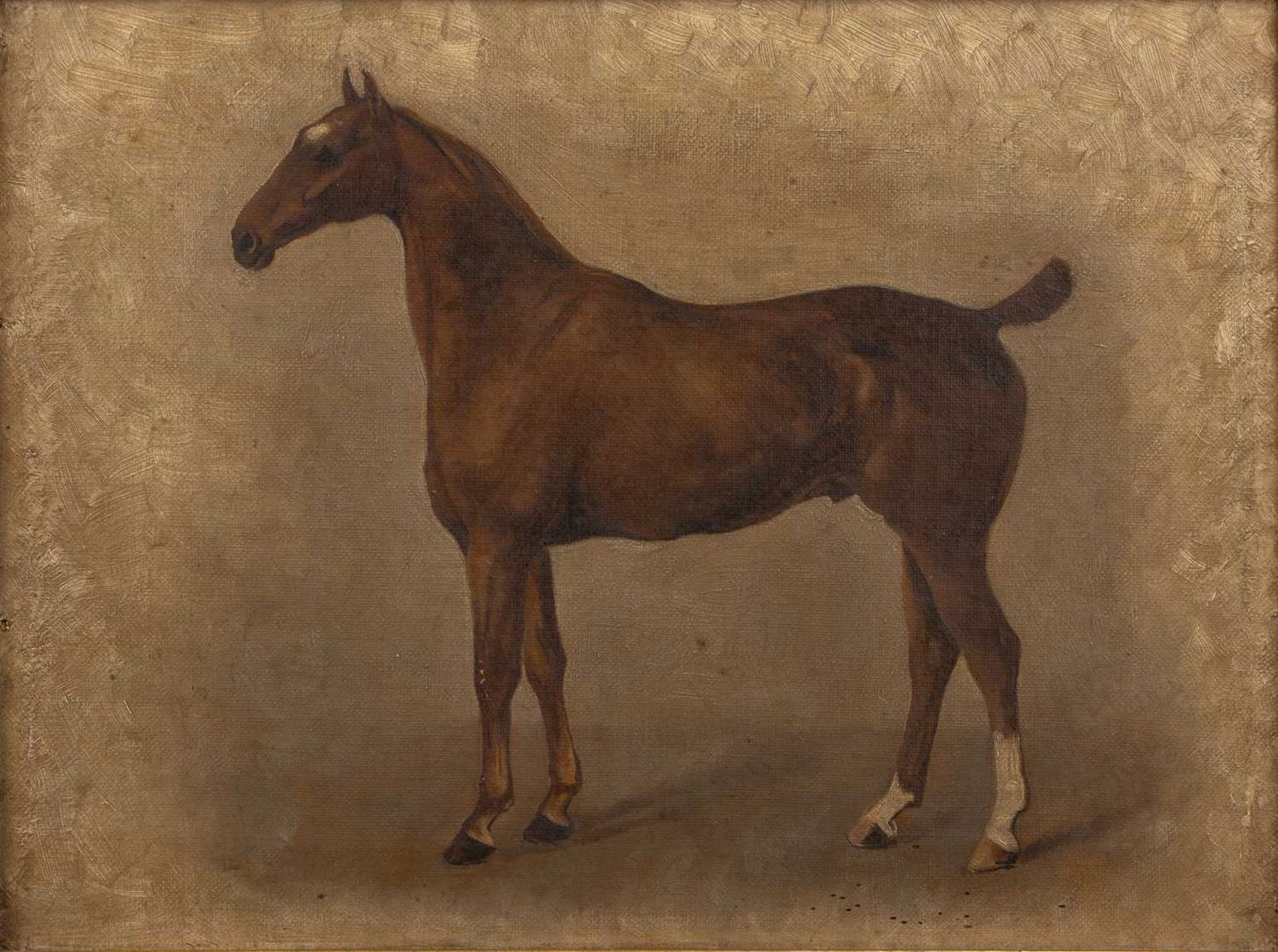 Pair of late 19th/early 20th Century English equestrian studies 'Professor' study of a horse, oil on - Bild 4 aus 6