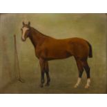 Pair of late 19th/early 20th Century English equestrian studies one of an untitled polo pony on