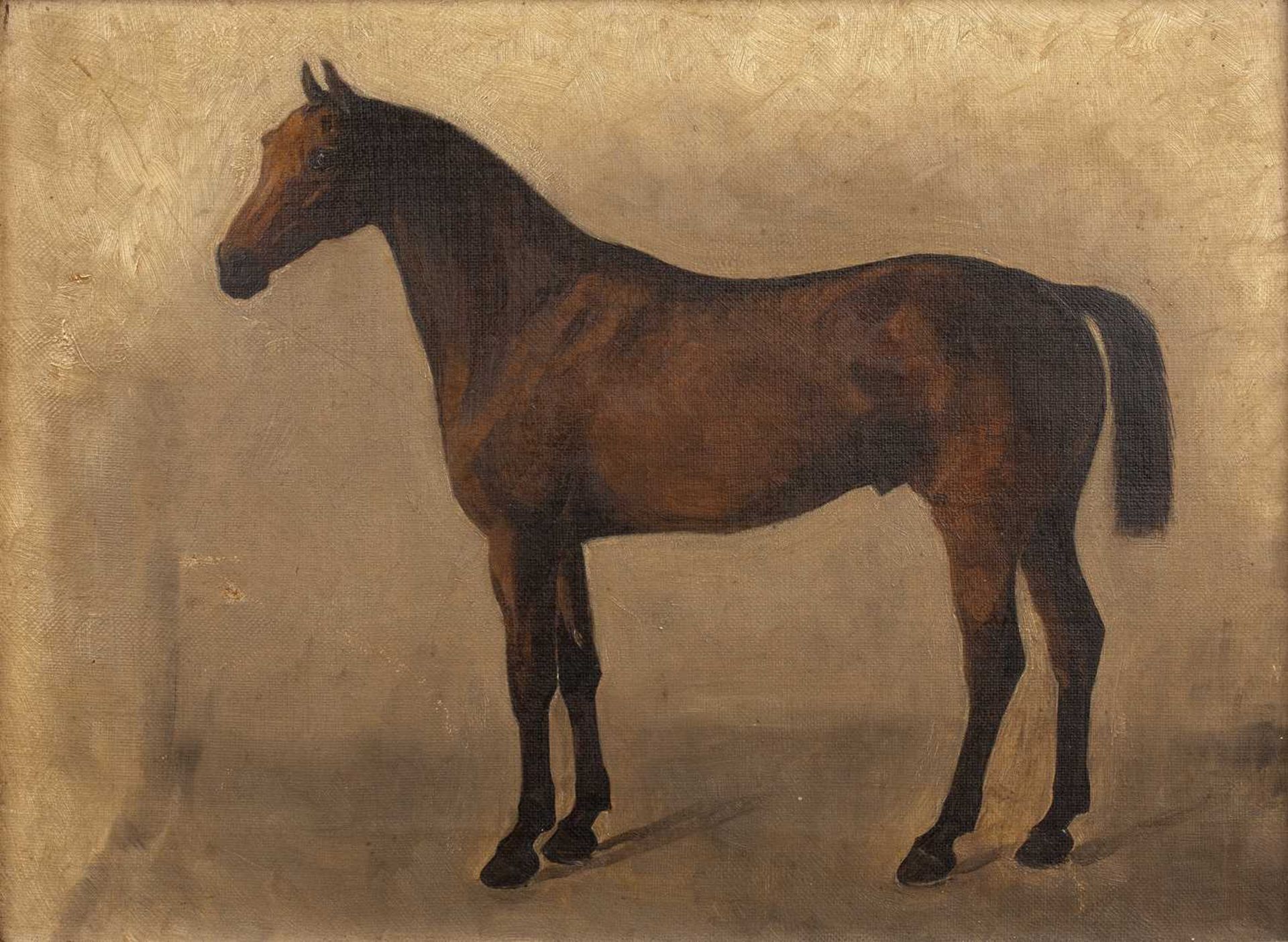 Pair of late 19th/early 20th Century English equestrian studies 'Professor' study of a horse, oil on