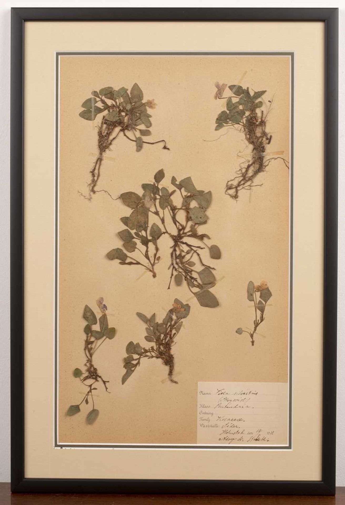 Set of four framed Herbariums early 20th Century, depicting pressed herbs and flowers on paper - Image 10 of 10