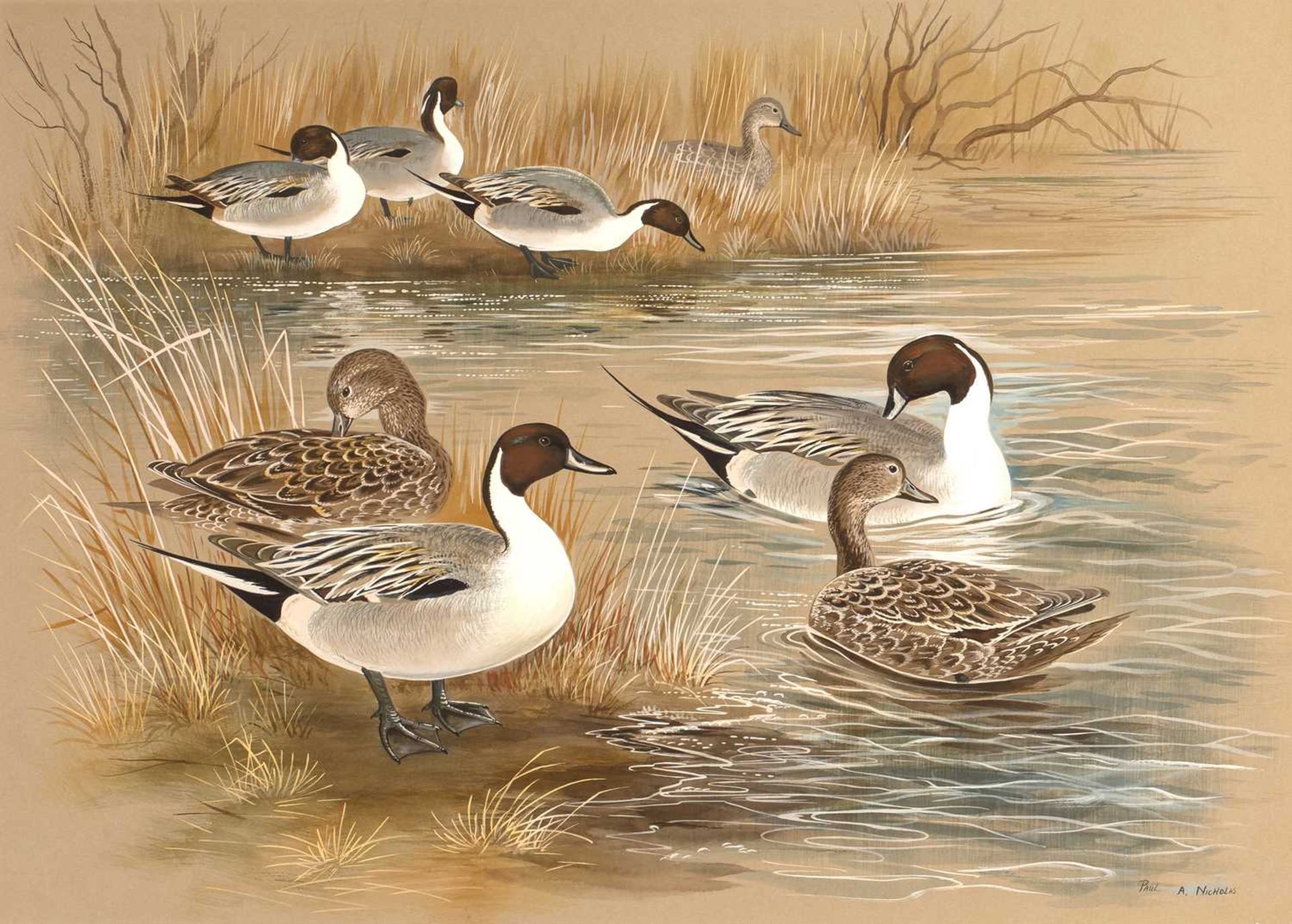 Paul Alexander Nicholas (b.1943) 'Pintail ducks' watercolour and gouache, signed and dated lower