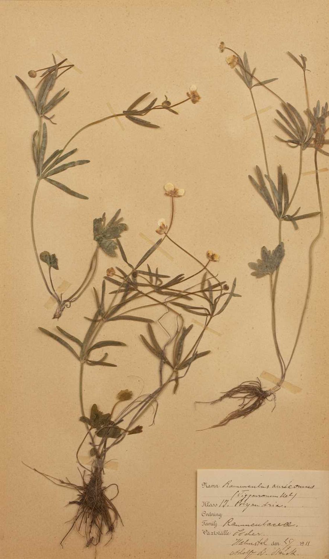 Set of four framed Herbariums early 20th Century, depicting pressed herbs and flowers on paper - Image 4 of 10