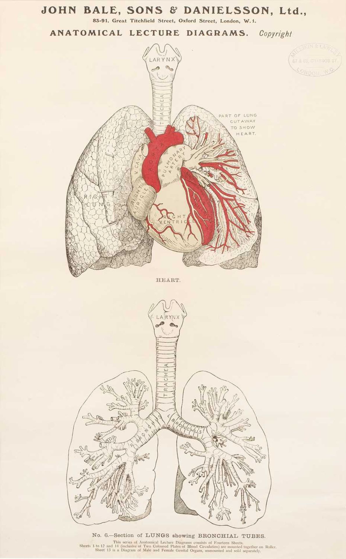 Two John Bale, Sons & Danielsson anatomical lecture diagrams the first labelled No. 5 Human body