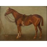 Pair of late 19th/early 20th Century English equestrian studies 'Bass' study of a horse, oil on