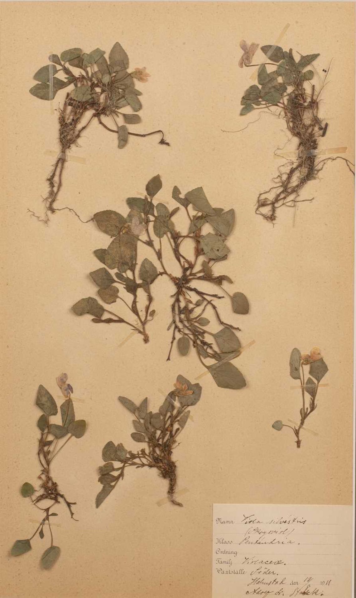 Set of four framed Herbariums early 20th Century, depicting pressed herbs and flowers on paper - Image 9 of 10
