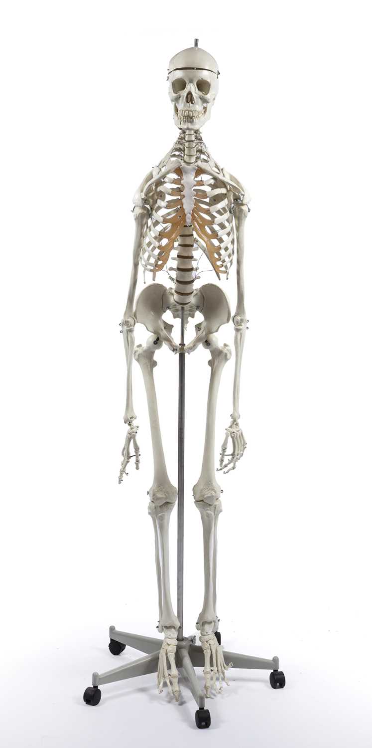 A life size Anatomical model of a human skeleton, 175cm high