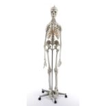 A life size Anatomical model of a human skeleton, 175cm high