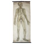 An Anatomical chart, The Nervous System, Homo Sapiens, Plate 10 by France Frohse, 188 x 80cmwooden