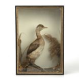 A late Victorian taxidermic little grebe mounted in a glazed and ebonised case, 23cm wide x 12cm