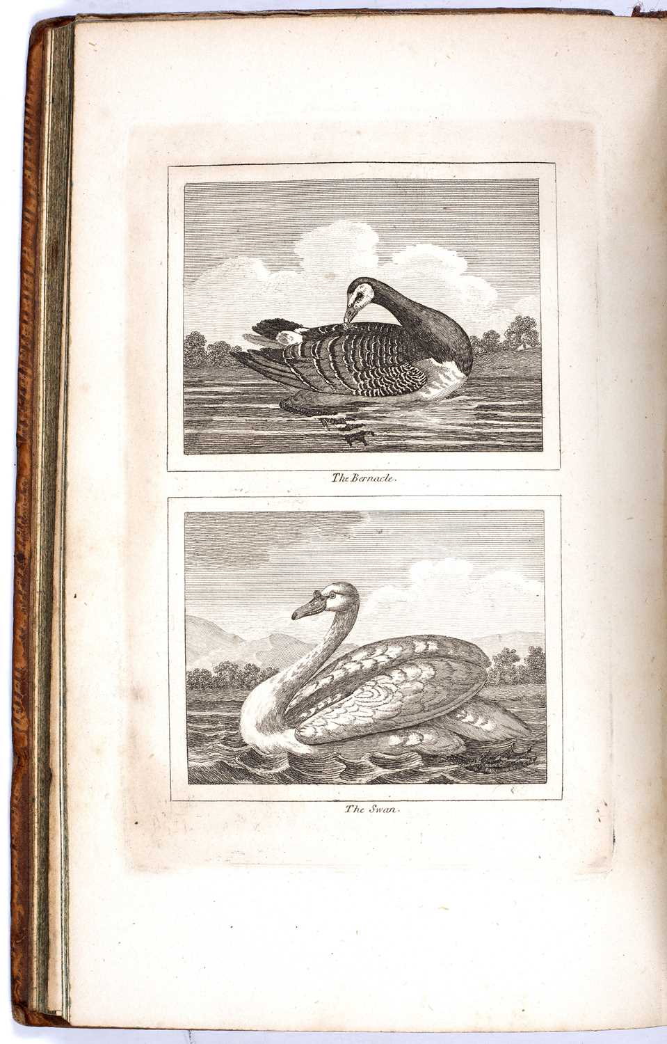 Buffon. Natural History of Birds, Fish, Insects and Reptiles. 5 vols. London 1798. 8vo. Full calf - Image 2 of 2