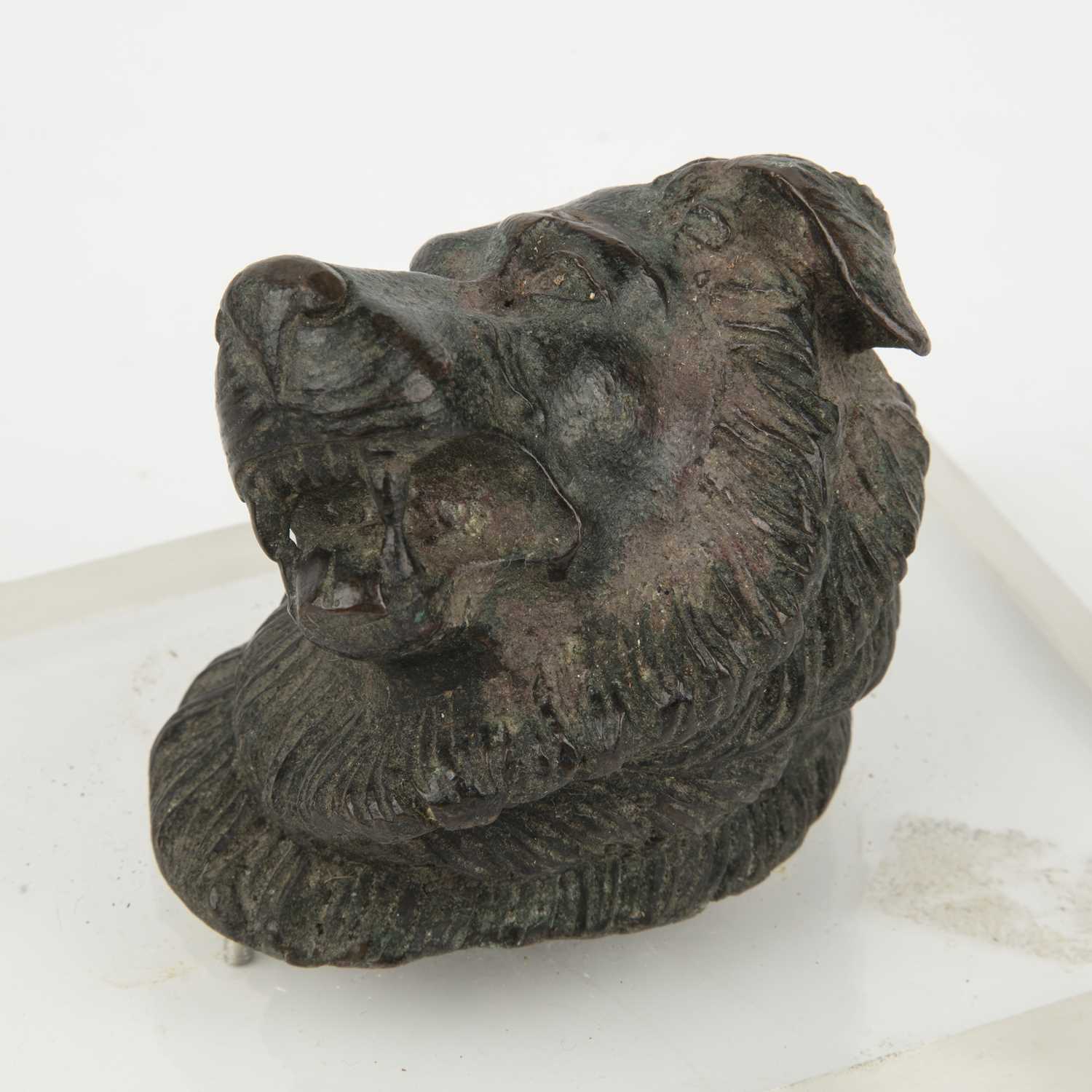 A 17th or 18th century bronze head of a dog, 6cm wide x 6cm deep x 7cm highSome small holes around - Image 3 of 4