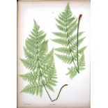 Moore, (Thomas). The Ferns of Great Britain and Ireland. John Lindley Ed. Henry Bradbury Printer,