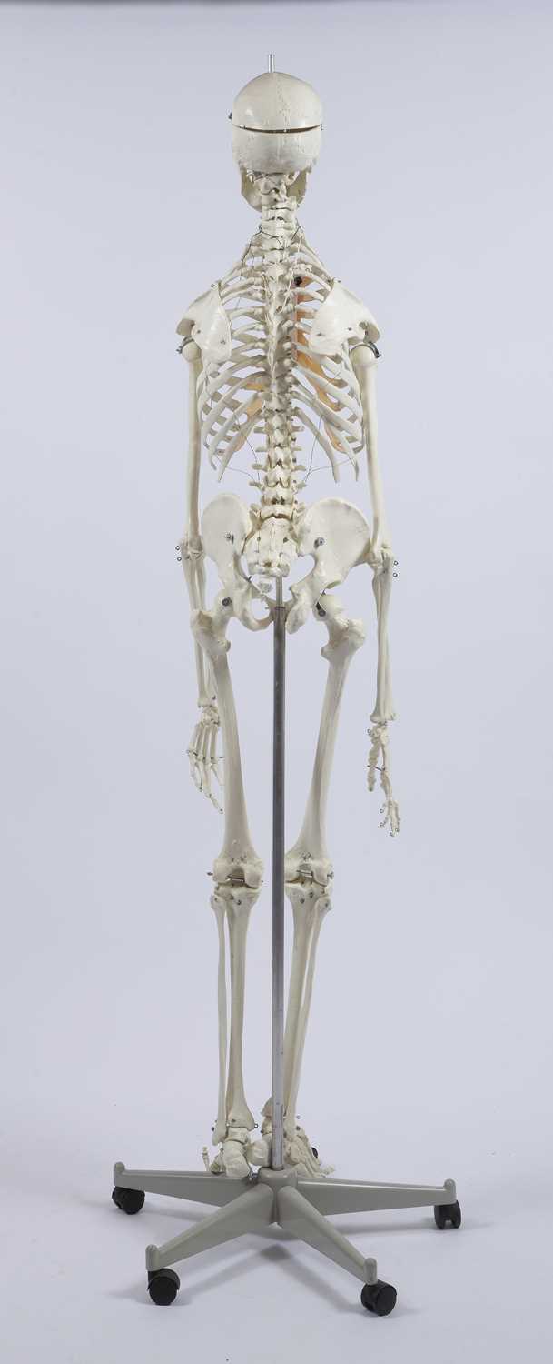 A life size Anatomical model of a human skeleton, 175cm high - Image 2 of 2