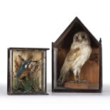 A Victorian taxidermic barn owl mounted in an ebonised glazed case, 25cm wide x 17cm deep x 39cm