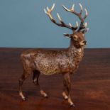 A 20th century Austrian cold painted bronze large figure of a stag, by Franz Bergman