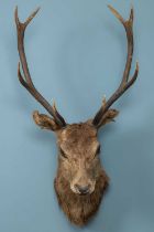 A taxidermy stag head