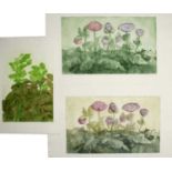 Mary Harper (20th/21st century) Botanical study, aquatint engraving, hand-coloured, pencil signed in