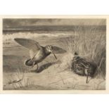 After Archibald Thorburn Coastal scene with snipe, monochrome print pub c. 1903 by Baird-Carter,