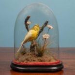 An antique taxidermy canary