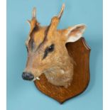 A taxidermic muntjac head