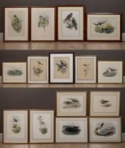 After J. Gould, fourteen ornithological prints together with one after J Wolf