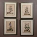 Abraham Munting (Dutch 1626-1683), a set of four hand coloured copper engravings