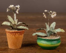 Beatrice Elizabeth Hindley (1882-1973), two miniature model flowerpots planted with auriculars