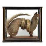 An antique taxidermic mongoose and snake mounted in a glazed case, 38cm wide x 18cm deep x 34.5cm