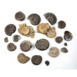 A group of Ammonite fossils of various form and size, approximately 10 cm to 4cmAt present, there is