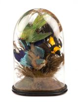 A 19th century taxidermy group of exotic birds under a glass dome. 32cm wide 52cm high