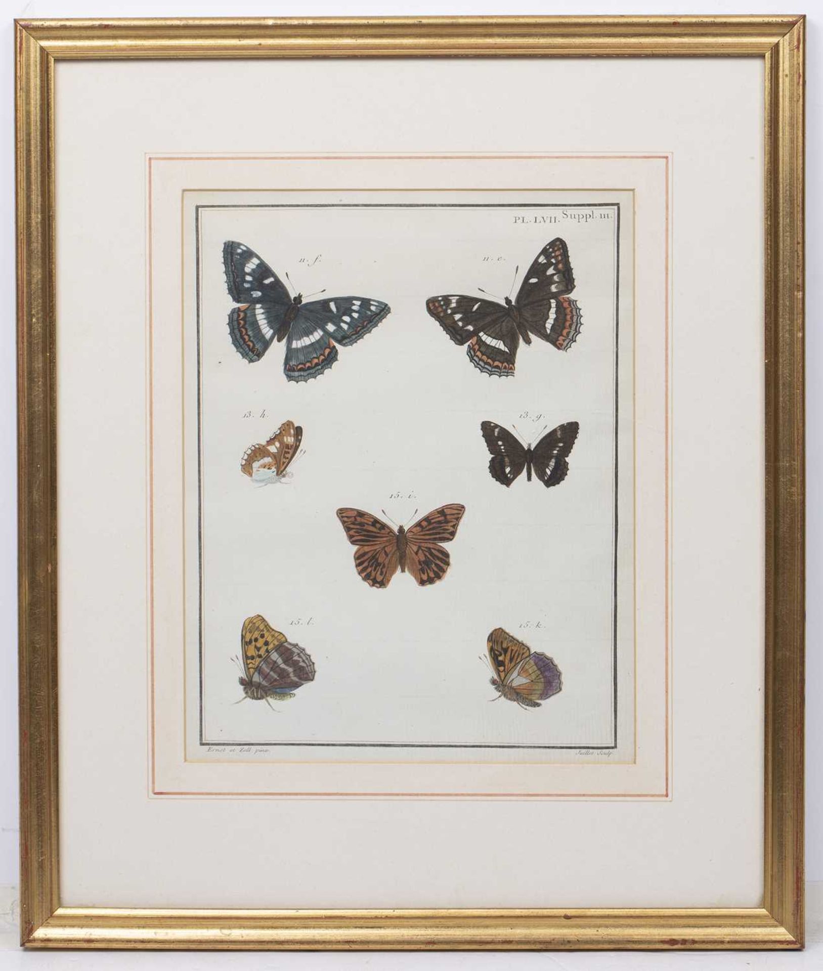 Juillet Sculp Butterflies, hand coloured engraving 26cm x 19cm; a further butterfly engraving and - Bild 2 aus 9