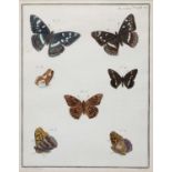 Juillet Sculp Butterflies, hand coloured engraving 26cm x 19cm; a further butterfly engraving and