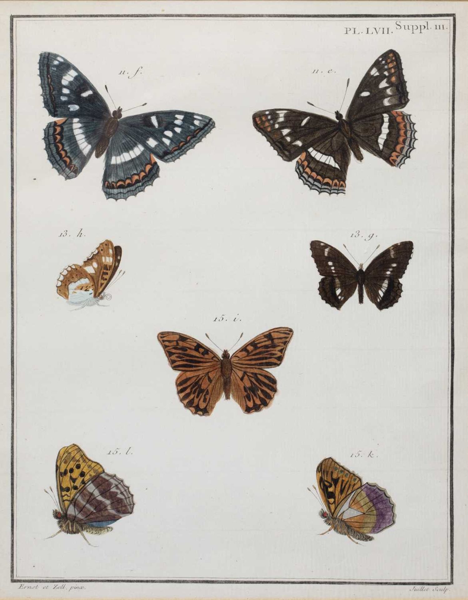 Juillet Sculp Butterflies, hand coloured engraving 26cm x 19cm; a further butterfly engraving and